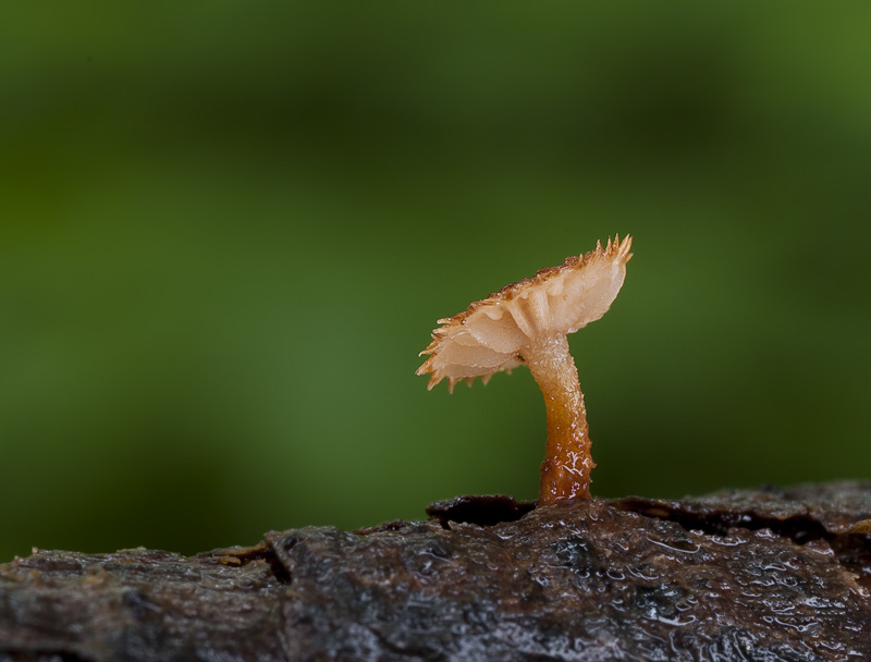 Phaeomarasmius erinaceus